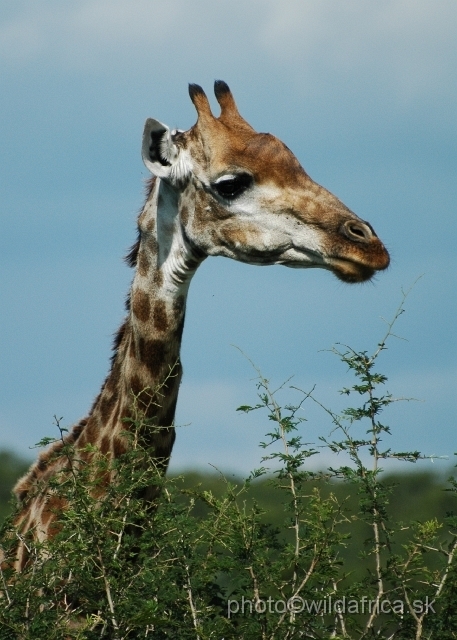 puku rsa 252.jpg - Southern or Cape Gifaffe (Giraffa camelopardalis giraffa)